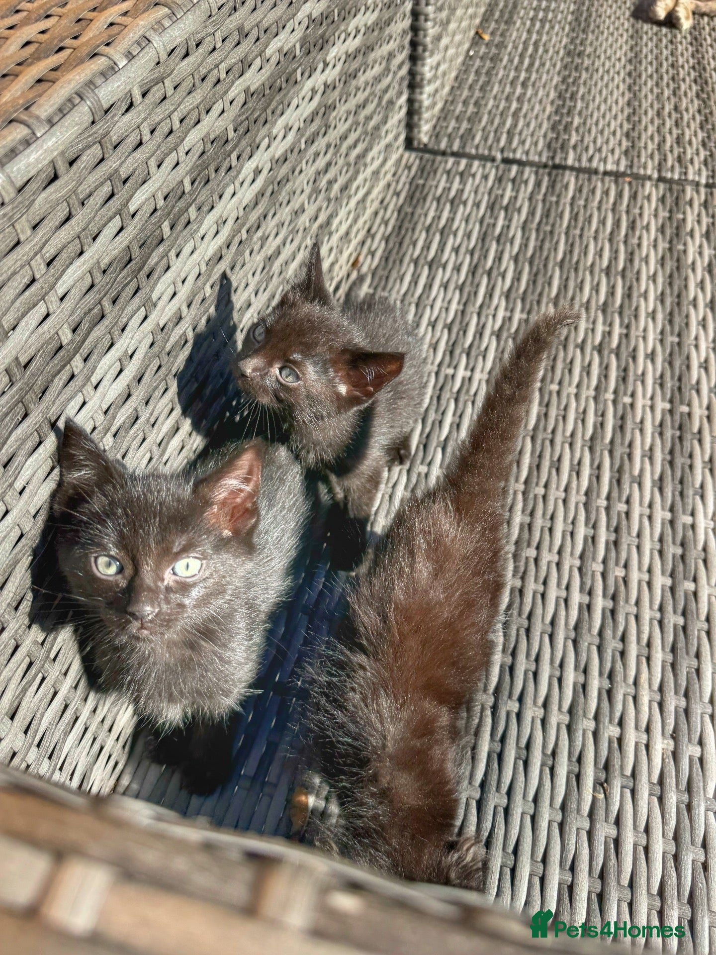 Mixed Breed cats ONLY 4 KITTENS LEFT. ADORABLE 6 KITTENS.READY NOW. - Advert 6
