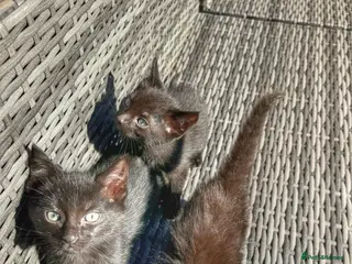 Mixed Breed cats ONLY 4 KITTENS LEFT. ADORABLE 6 KITTENS.READY NOW. - Advert 6