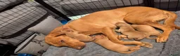 Labrador Retriever dogs for sale: Beautiful Fox Red Labrador Retriever Puppies - Advert 4