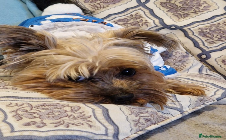 Yorkshire Terrier dogs - Advert 1
