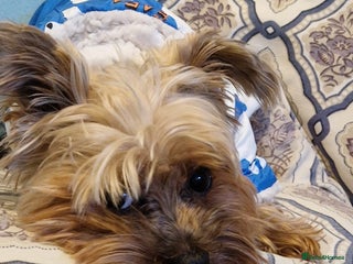 Yorkshire Terrier dogs - Advert 12