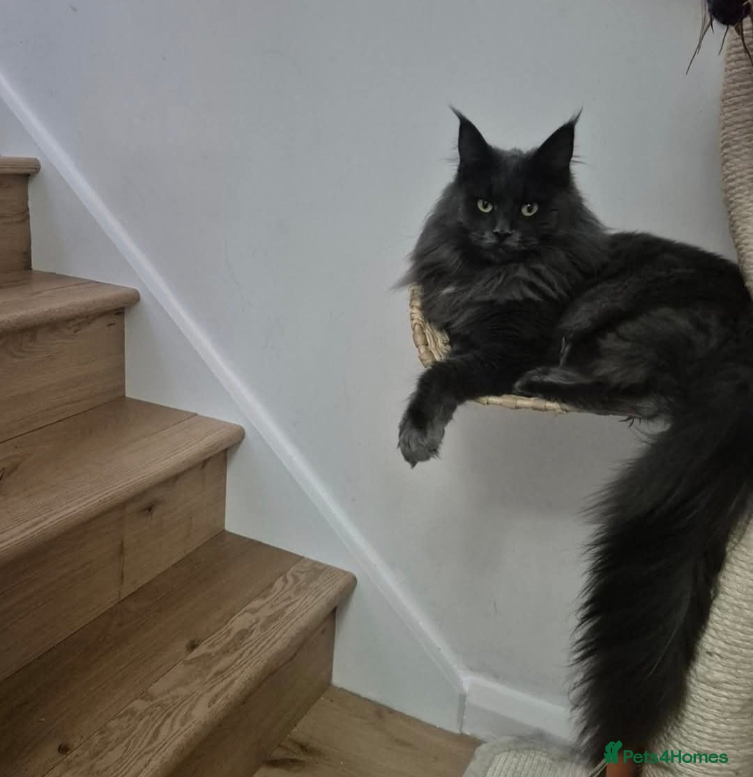Maine Coon cats for sale: GCCF Registered Maine Coon Kittens Ready to go - Advert 1