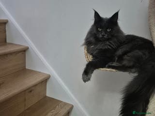 Maine Coon cats GCCF Regesteted Maine Coon Kittens Ready to ho - Advert 3