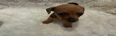 Miniature Dachshund Puppy 3