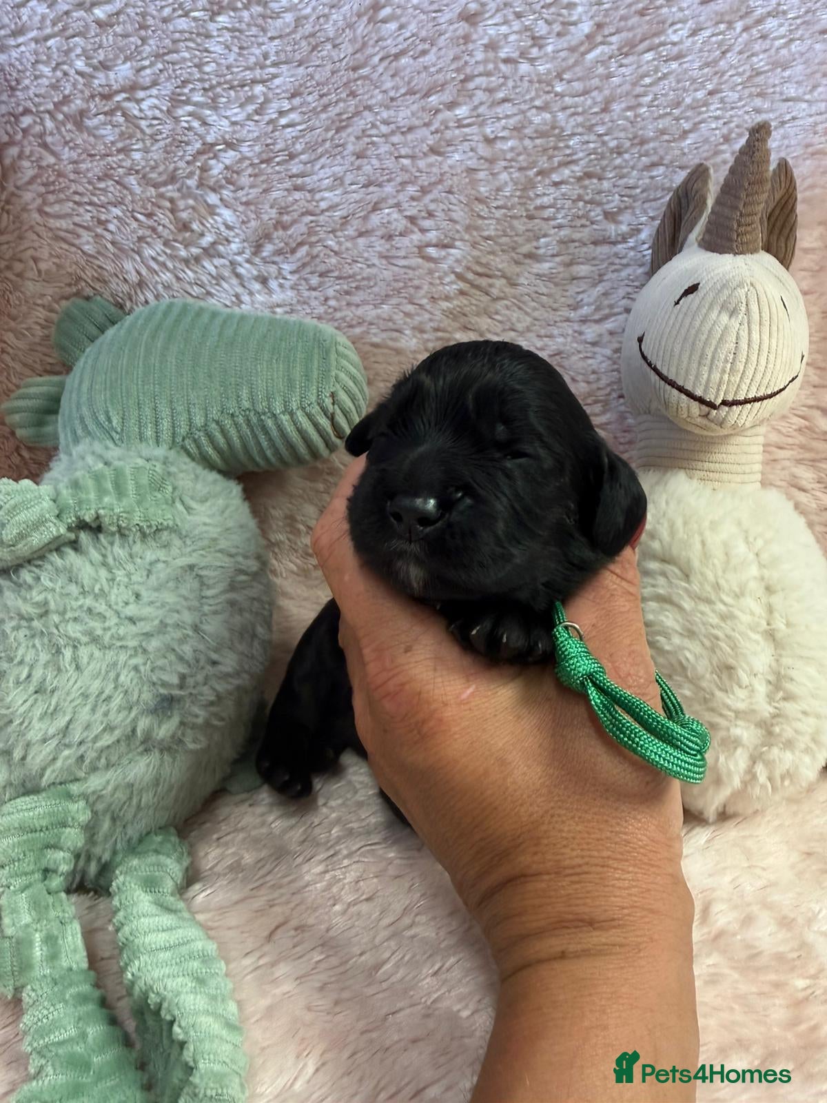 Cocker Spaniel dogs Excellent pedigree Cocker Pups Farlavale / Rowston - Advert 2