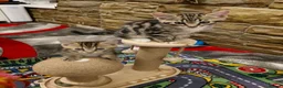 Mixed Breed cats for sale: Kittens for Sale in Barnsley - Advert 1