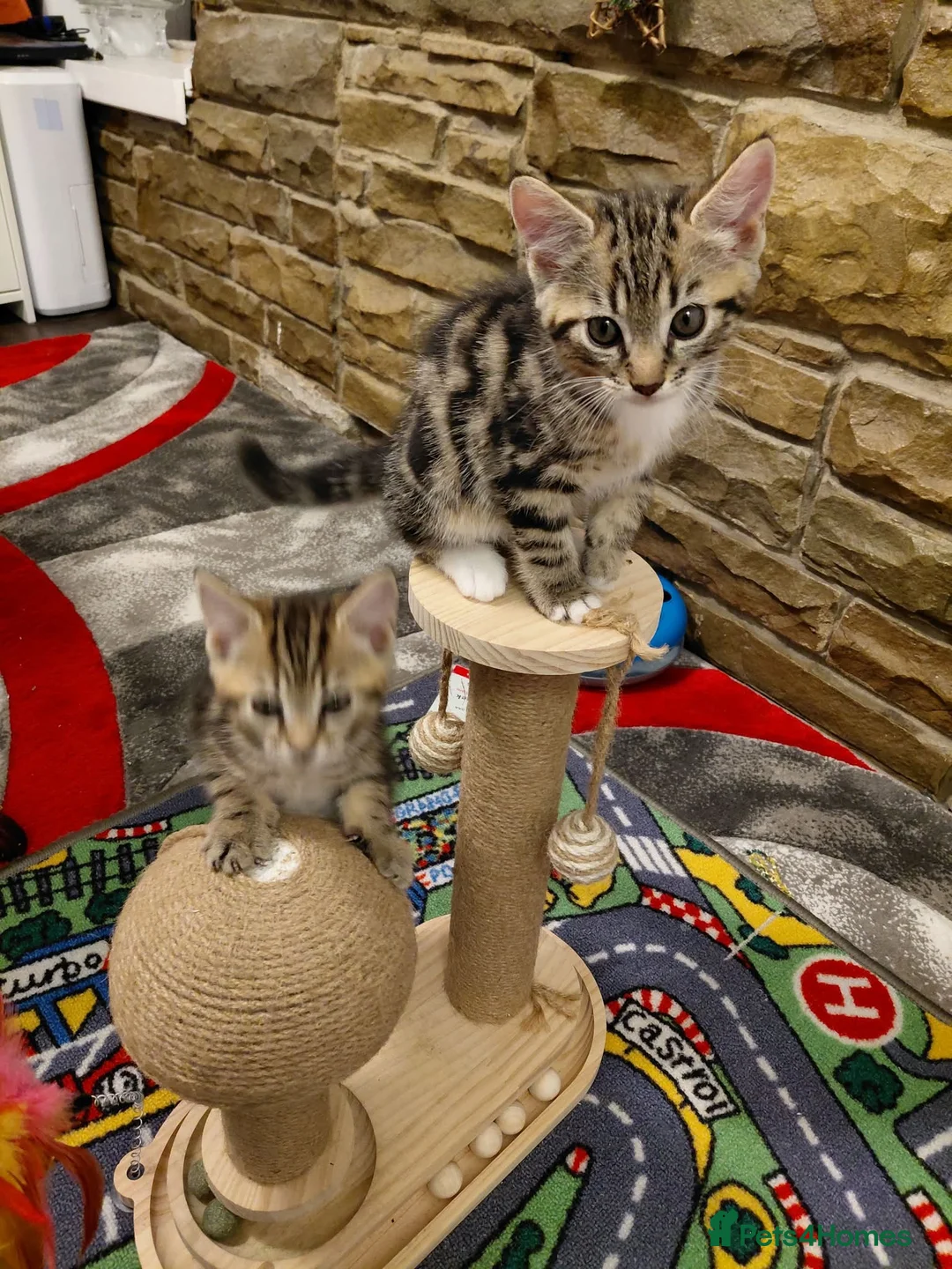 Mixed Breed cats for sale: Kittens for Sale in Barnsley - Advert 1