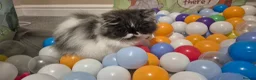 Persian cats for sale: Persian Long-Haired Male Kitten for a Loving Home - Advert 11