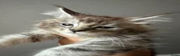 Maine Coon cats for sale: TICA Maine Coon Smoke/Silver kittens  - Advert 13
