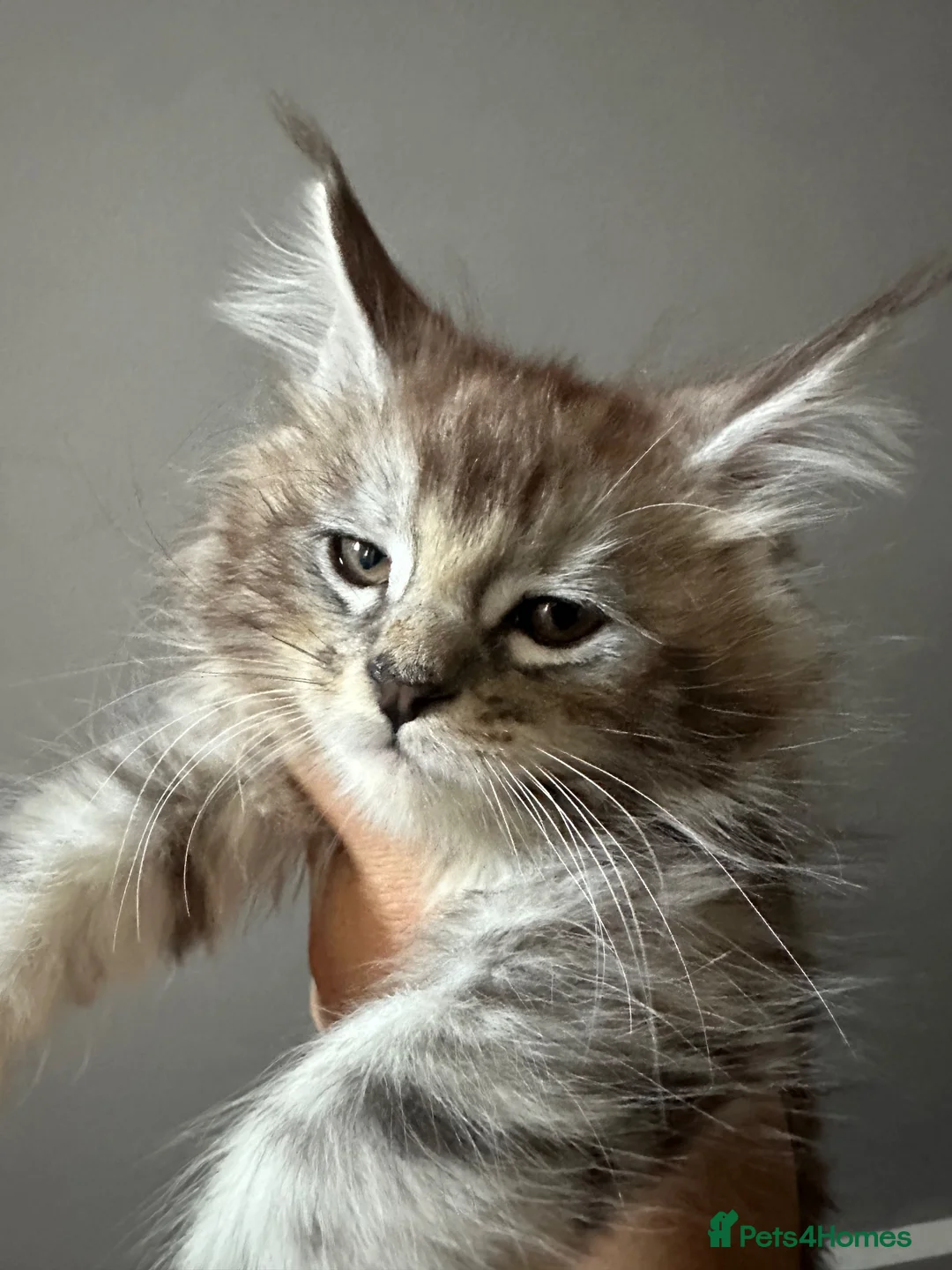 Maine Coon cats for sale: TICA Maine Coon Smoke/Silver kittens  - Advert 13