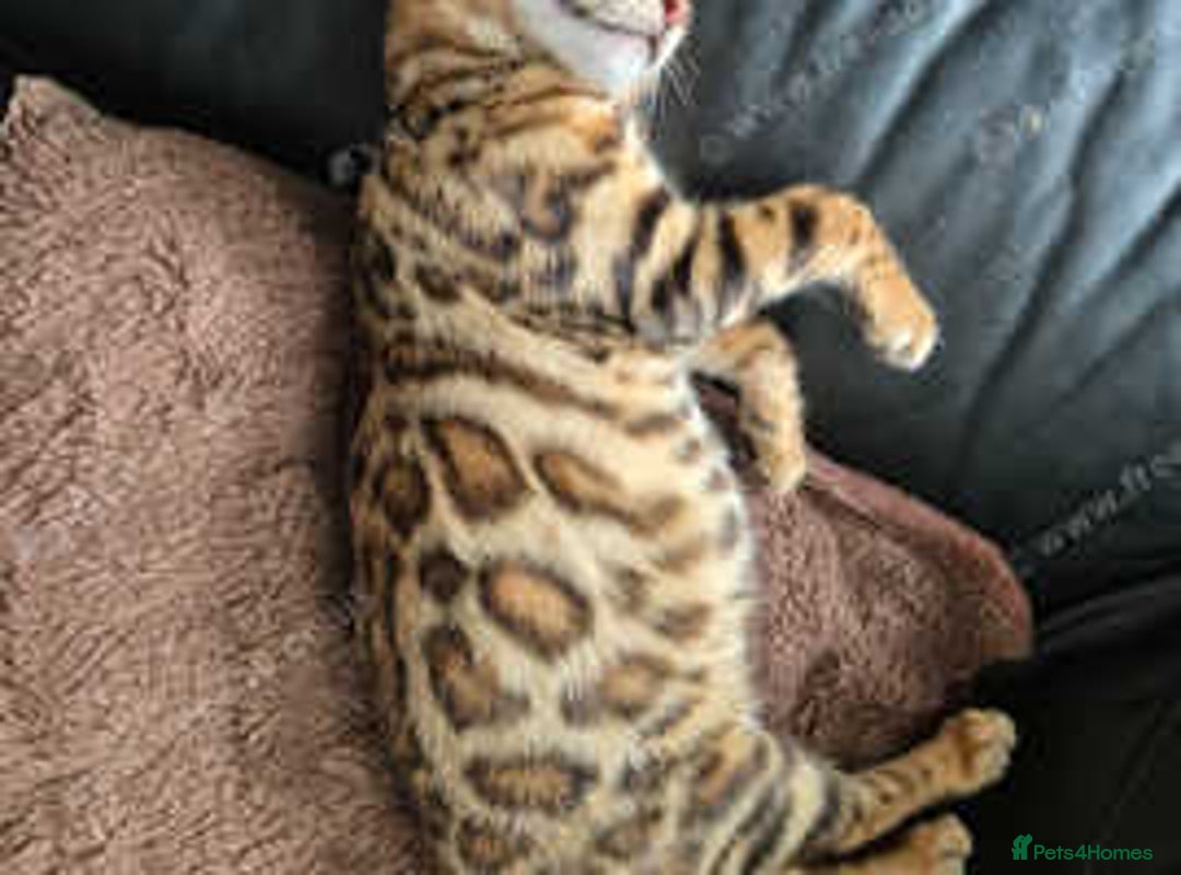 Bengal cats for sale: Stunning Rosetted Bengals, Champion bloodline in York - Image 17