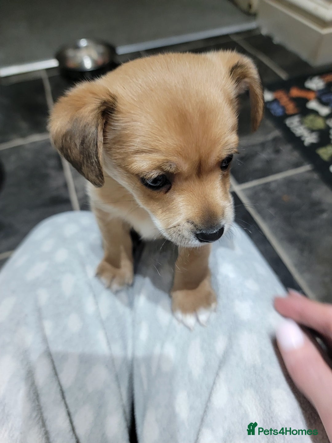 Mixed Breed dogs for sale: Chihuahua jack Russell boy puppy - Advert 2
