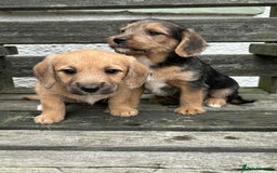 Jackapoo dogs for sale: Jackadopdle puppies  - Image 1