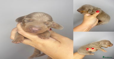 Miniature Dachshund dogs - Advert 5