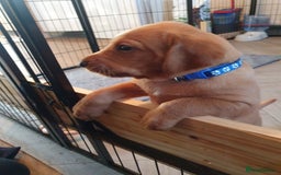 Labrador Retriever dogs for sale: **Only 2 Girls Left** Fox Red Labrador Puppies - Image 25