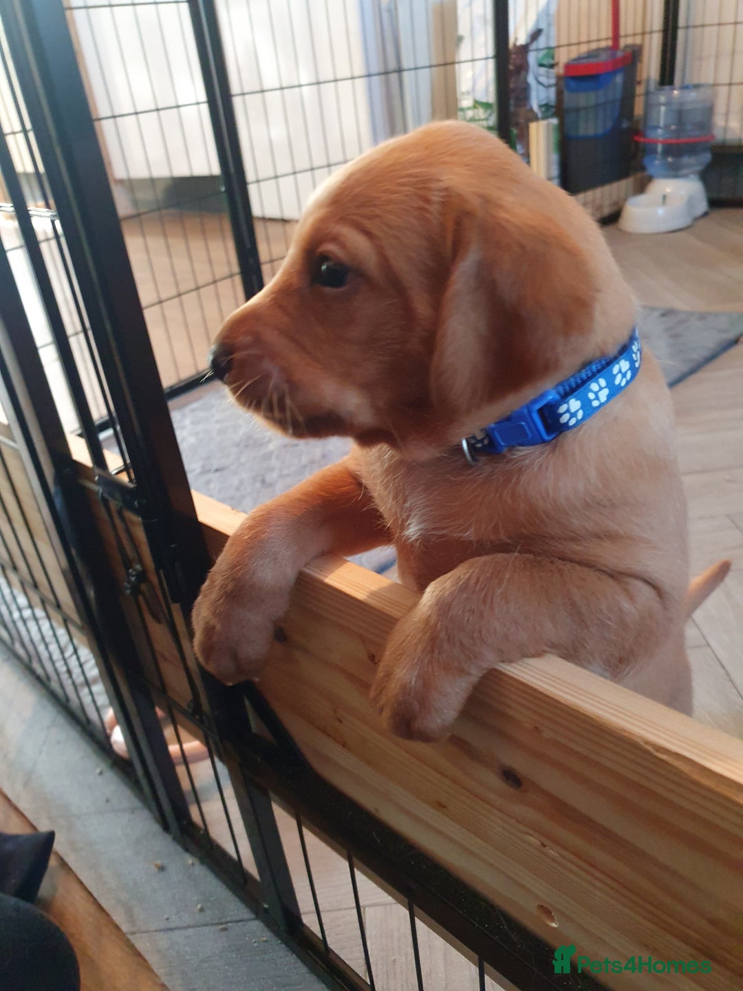 Labrador Retriever dogs for sale: **Only 2 Girls Left** Fox Red Labrador Puppies - Image 25