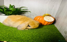 Mini Lop rabbits for sale: 🐰 Pedigree purebred Miniture Lop Kits 🐰 - Image 11