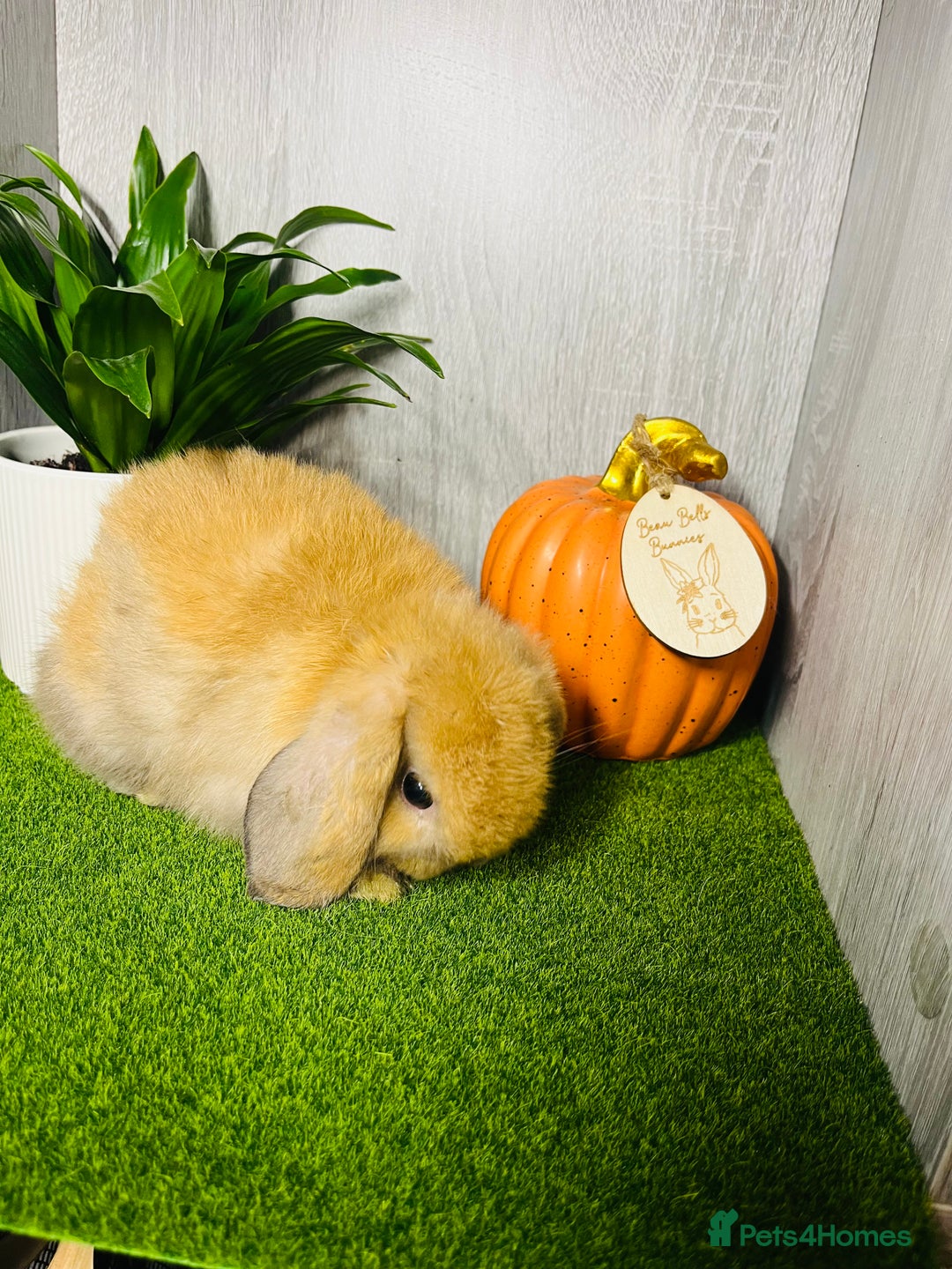 Mini Lop rabbits for sale: 🐰 Pedigree purebred Miniture Lop Kits 🐰 - Image 11