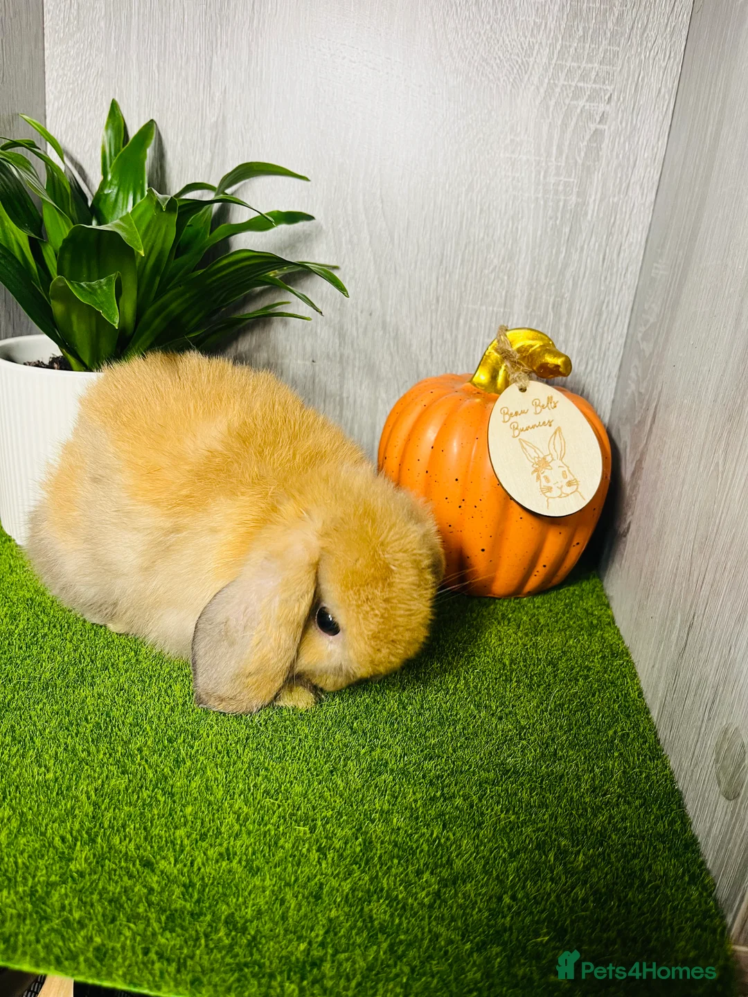 Mini Lop rabbits for sale: 🐰pure bred Miniature Lop 🐰 - Advert 15