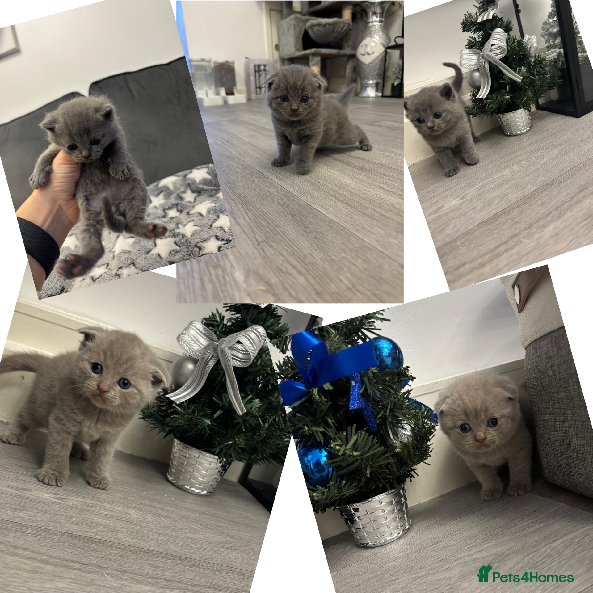 Scottish Fold cats Scottish fold and Scottish straight kittens!  - Advert 8