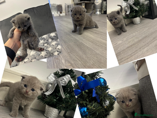 Scottish Fold cats Scottish fold and Scottish straight kittens! - Advert 8