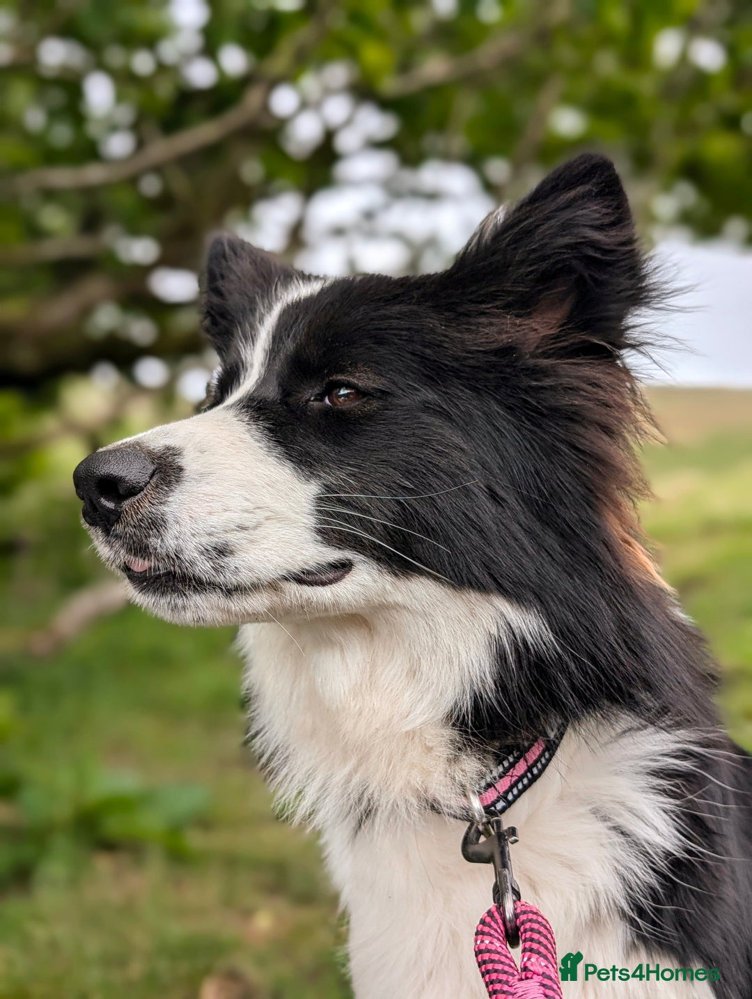 Border Collie dogs for stud: Looking for a stud for February  - Image 6