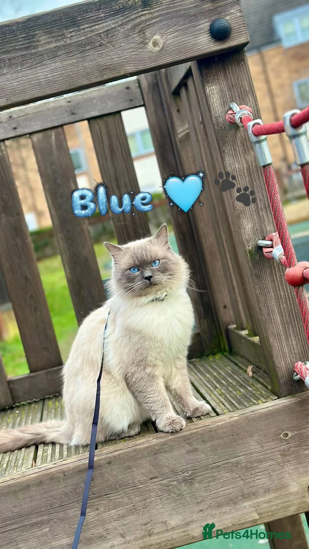 Ragdoll cats for stud: Blue  - Advert 1