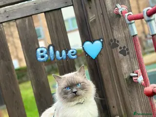 Ragdoll cats Blue - Advert 18