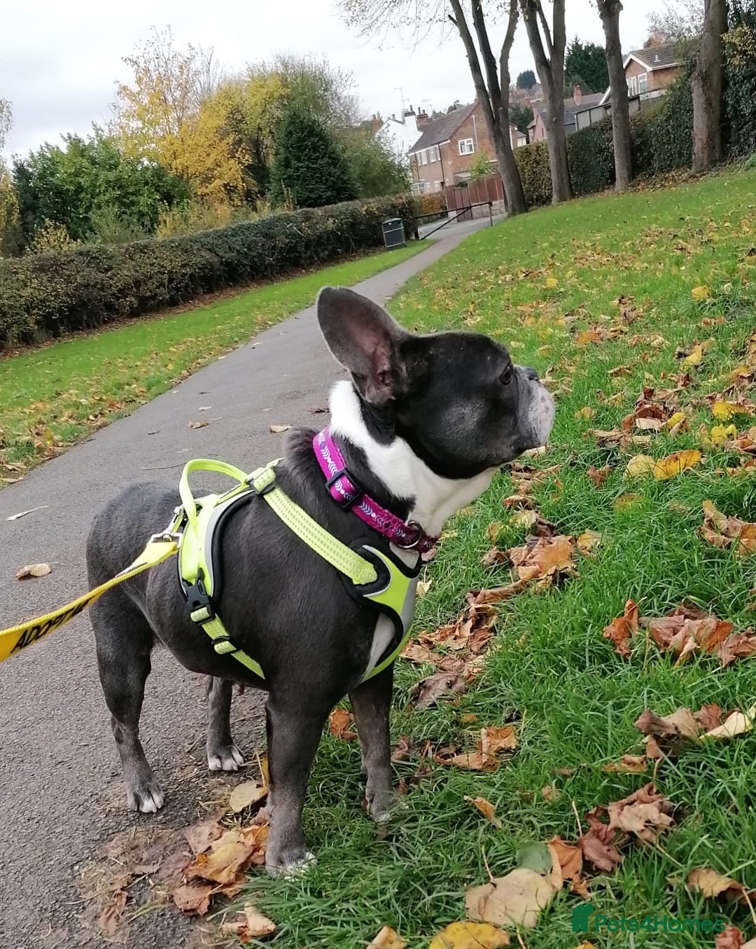Mixed Breed dogs for adoption: ❤️Binx - 3 yo Frenchie x Boston terrier girl ❤️ - Image 4