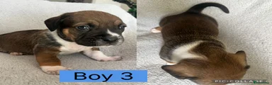Mixed Breed boy 3