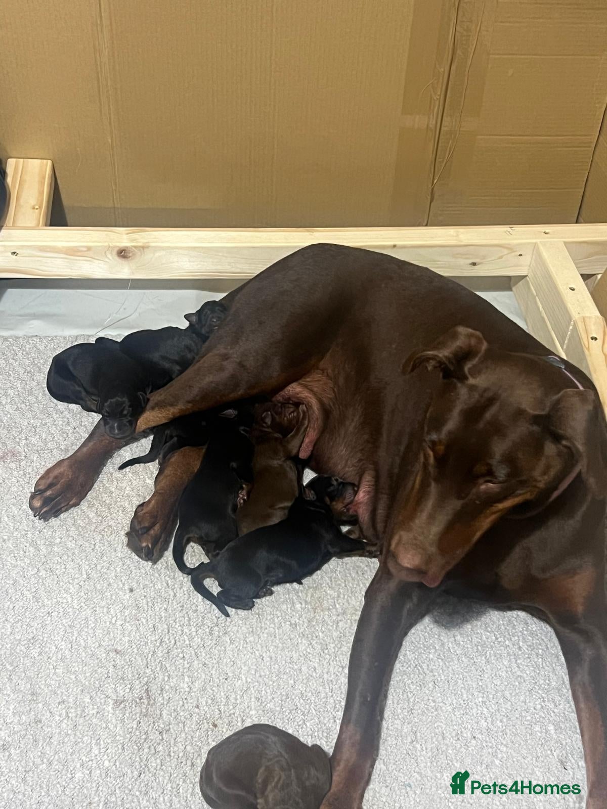 Dobermann dogs Beautiful Full Doberman Puppies–Ready from 8 Weeks - Advert 2