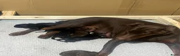 Dobermann dogs for sale: Beautiful Full Doberman Puppies–Ready from 8 Weeks in Horsham - Advert 2