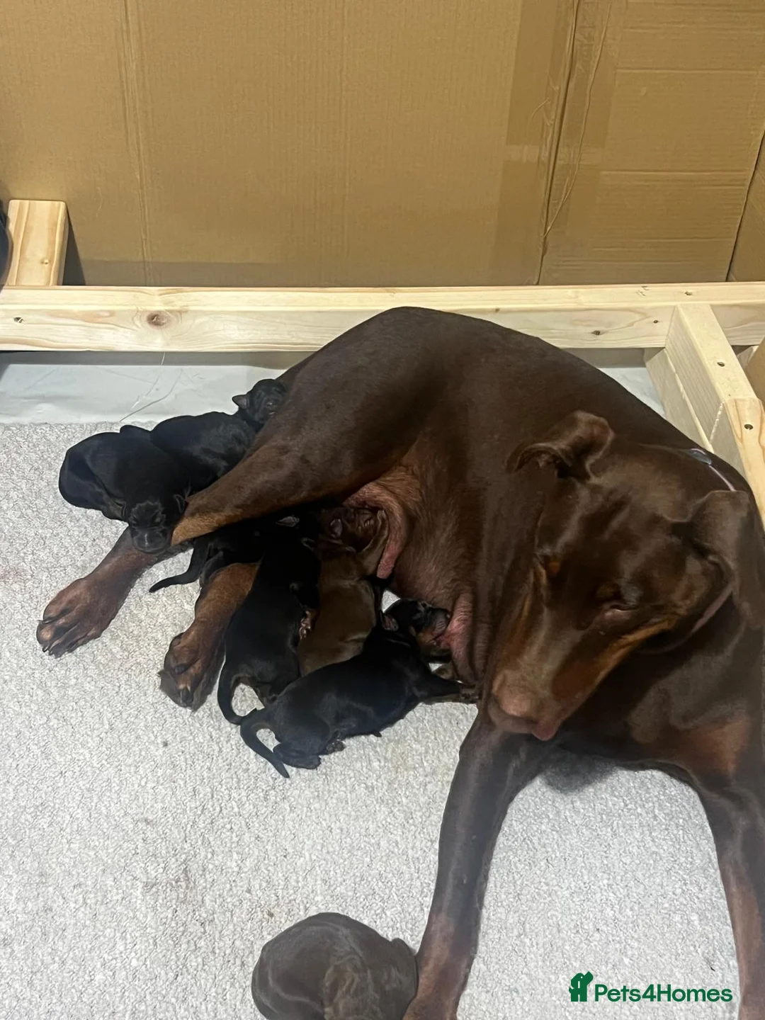 Dobermann dogs for sale: Beautiful Full Doberman Puppies–Ready from 8 Weeks in Horsham - Advert 2