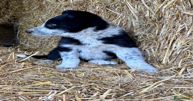 Border Collie dogs 🐾Ready Now 🐾 One Handsome Boy  - Advert 7