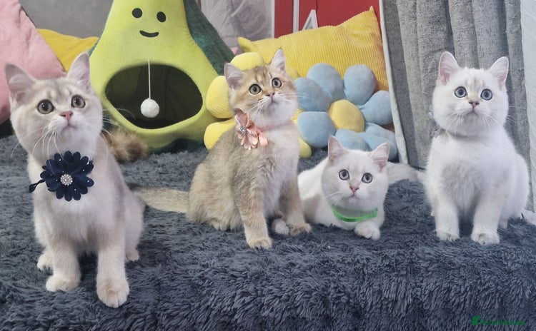 British Shorthair cats - Advert 7