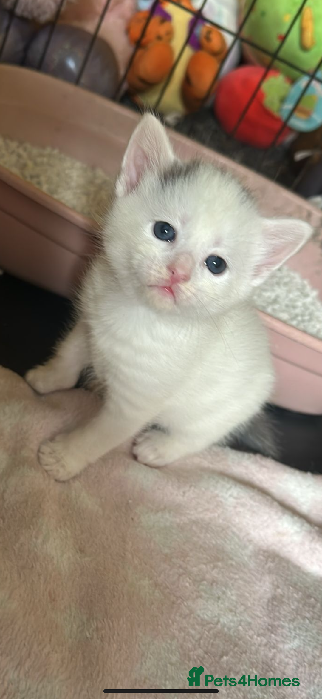 Mixed Breed cats for sale: Beautiful grey & white kittens  - Image 5