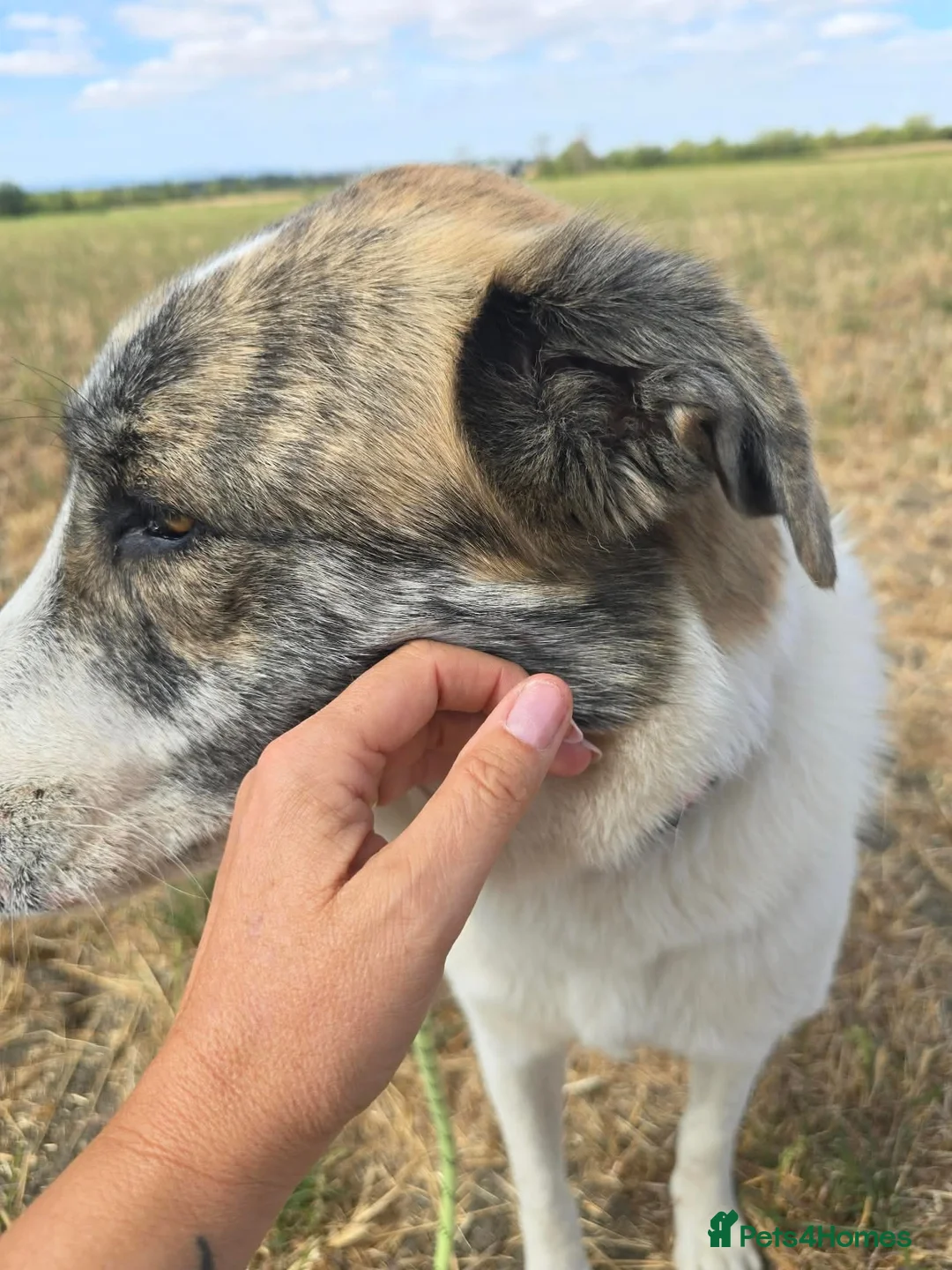 Mixed Breed dogs for adoption: 🌸 FLO - Now is her time to bloom🌸 - Advert 2