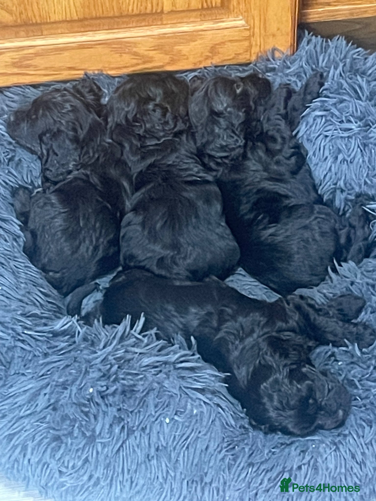 Cavapoo dogs for sale: Adorable F1 Cavapoo Puppies - Advert 9