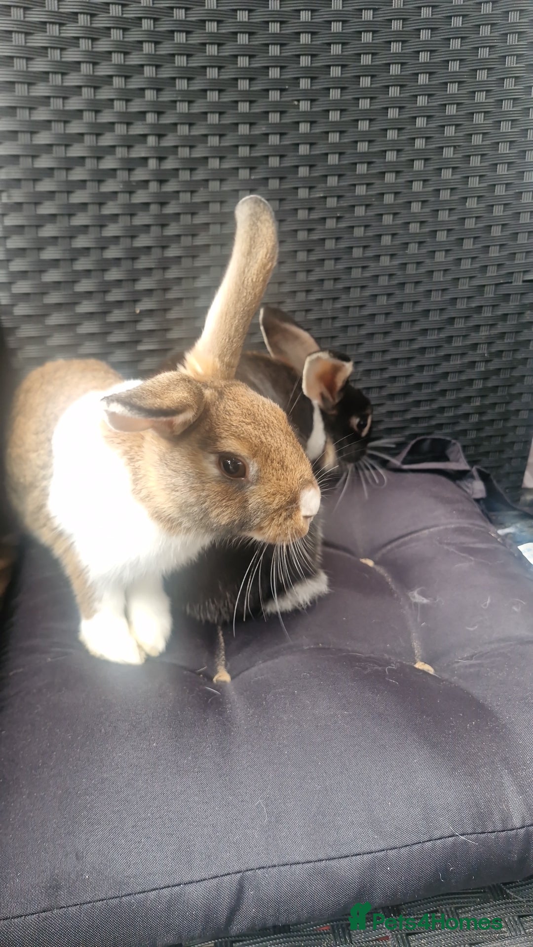 Mixed Breed rabbits for sale: Rabbits - Image 5