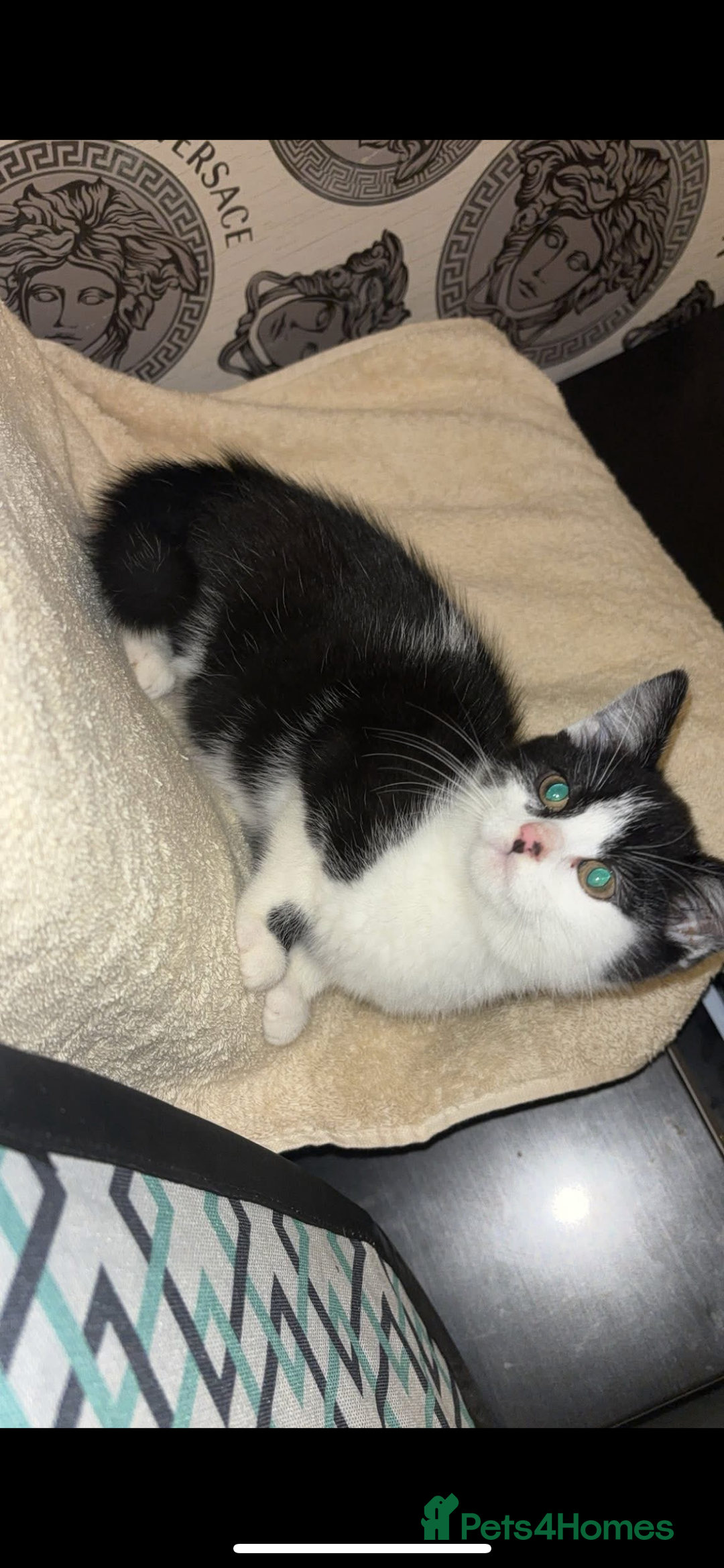 Mixed Breed cats for sale: 10 week old female - Image 2