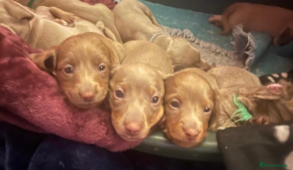 Miniature Dachshund dogs for sale: Isabella/Tan KC Registered Miniature Dachshunds,  - Advert 1