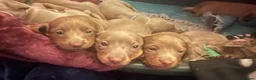 Miniature Dachshund dogs for sale: Isabella/Tan KC Registered Miniature Dachshunds,  - Advert 1