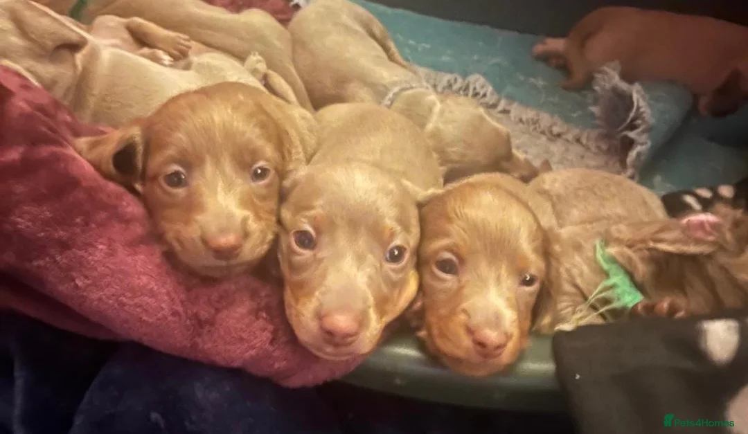 Miniature Dachshund dogs for sale: Isabella/Tan KC Registered Miniature Dachshunds,  - Advert 1