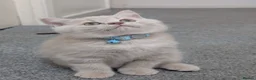 British Shorthair cats for sale: Stunning GCCF British shorthair/longhair kittens - Advert 11