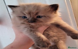 Ragdoll cats for stud: Proven chunky Ragdoll available for Stud  in Hull - Image 24