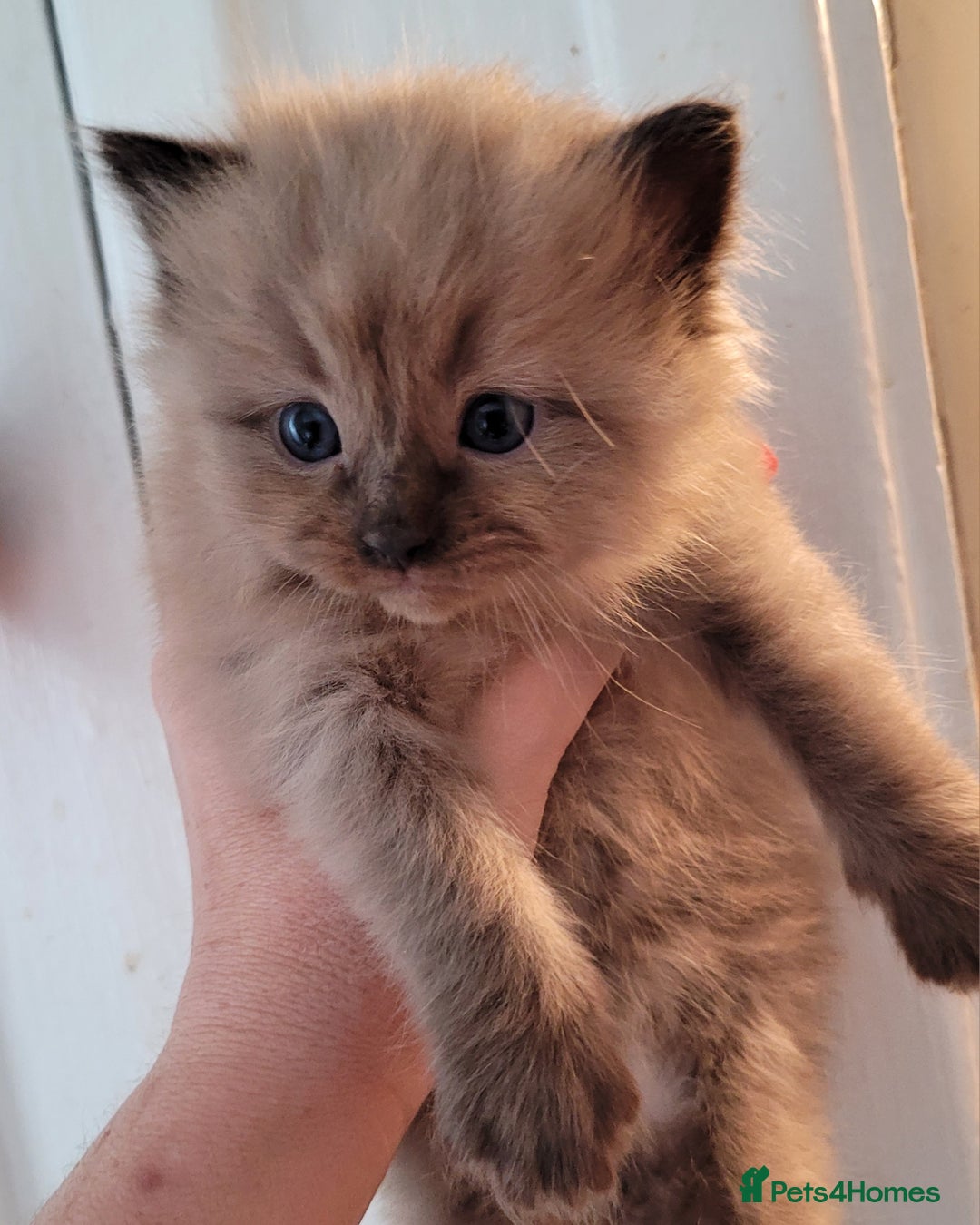 Ragdoll cats for stud: Proven chunky Ragdoll available for Stud  in Hull - Image 24