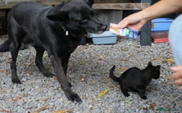 Mixed Breed dogs for adoption: 💖🐶 MARY 🐶💖 - Advert 10