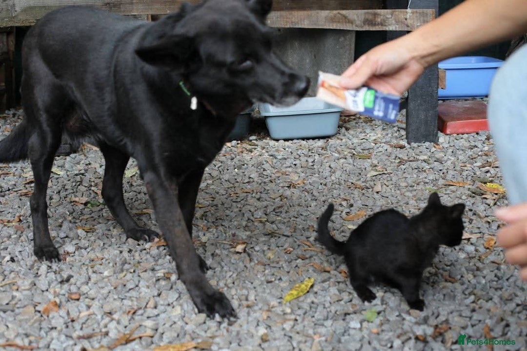 Mixed Breed dogs for adoption: 💖🐶 MARY 🐶💖 - Advert 10