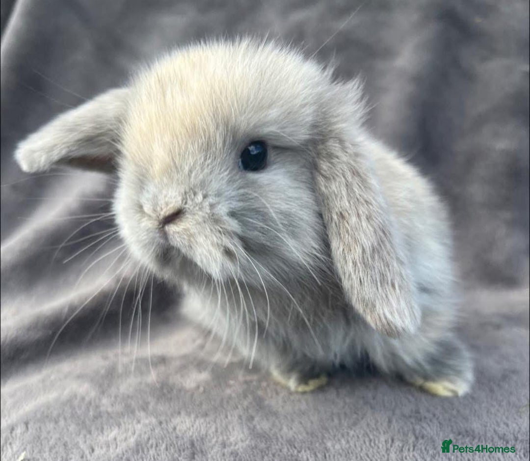 Mini Lop rabbits for sale: Gorgeous Mini Lop Babies - Image 3