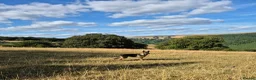 German Shepherd dogs for sale: Working-Line German Shepherd Bitch – 24 Weeks in Blackwood - Advert 4